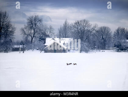 Les lapins dans la neige en plein champ, près d'une ferme, les Pays-Bas Banque D'Images