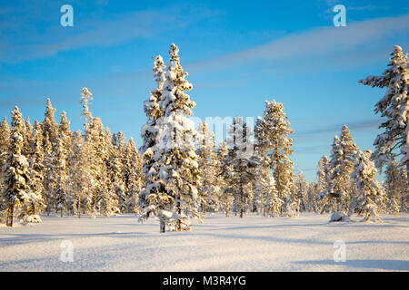 Forêt de la neige dans les arbres ladden matin soleil sur fond de ciel bleu, Kiruna, Suède Banque D'Images