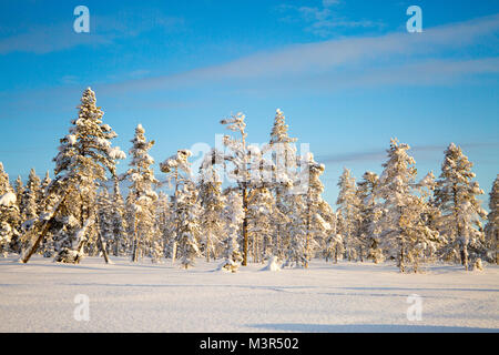 Forêt de la neige dans les arbres ladden matin soleil sur fond de ciel bleu, Kiruna, Suède Banque D'Images