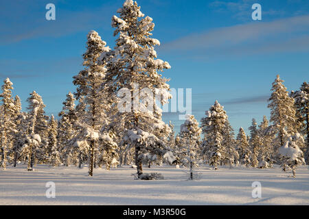 Forêt de la neige dans les arbres ladden matin soleil sur fond de ciel bleu, Kiruna, Suède Banque D'Images