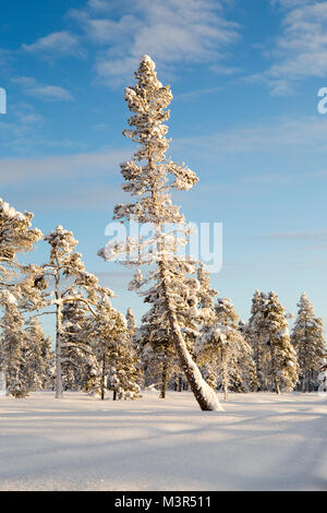 Forêt de la neige dans les arbres ladden matin soleil sur fond de ciel bleu, Kiruna, Suède Banque D'Images