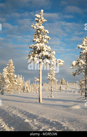 Forêt de la neige dans les arbres ladden matin soleil sur fond de ciel bleu, Kiruna, Suède Banque D'Images