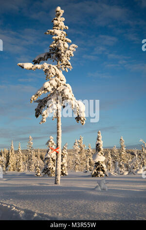 Forêt de la neige dans les arbres ladden matin soleil sur fond de ciel bleu, Kiruna, Suède Banque D'Images