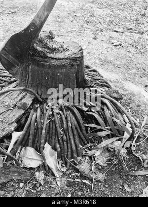 Les arbres ont été abattus, ne laissant qu'un moignon, un couteau coincé dans le haut, sur une image en noir et blanc. Banque D'Images