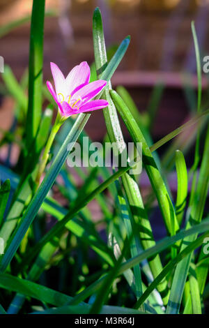 Zephyranthes rose fleur, Close up, noms communs pour l'espèce de ce genre : conte, rainflower, Zephyr et la pluie lily, sur un fond nature Banque D'Images