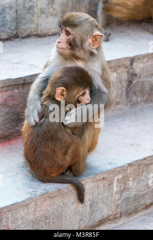 Les singes de Swayambhunath Stupa (Monkey Temple) à Katmandou au Népal Banque D'Images