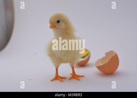 Poussin poulet nouveau-né jouer et apprécier avec oeuf cassé sur fond blanc Banque D'Images