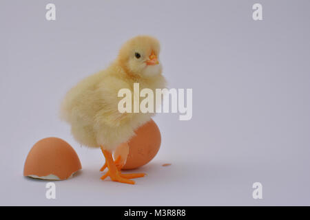 Poussin poulet nouveau-né jouer et apprécier avec oeuf cassé sur fond blanc Banque D'Images