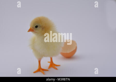 Poussin poulet nouveau-né jouer et apprécier avec oeuf cassé sur fond blanc Banque D'Images