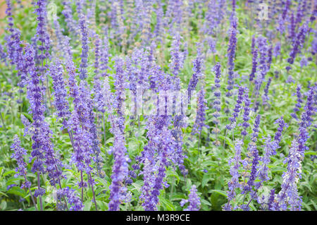 La Lavande en fleurs fond violet. Lavandula angustifolia Lavandula officinalis Banque D'Images