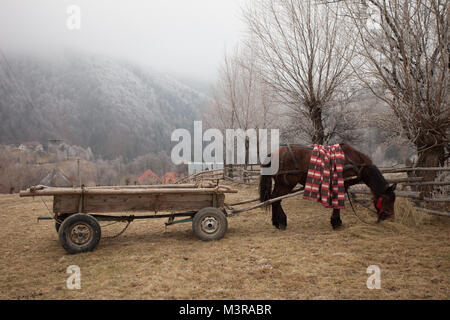 Une calèche dans frosty Magura,Brasov, Roumanie. Banque D'Images