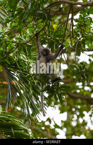 Singe Feuille sombre des ludique jouant en balançant dans les arbres à l'extérieur dans une forêt en Thaïlande par un beau jour Banque D'Images