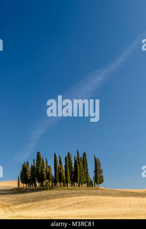 Cyprès dans la campagne de Sienne, San Quirico d'Orcia, Toscane, Italie Banque D'Images