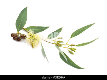 Branche d'eucalyptus avec des fleurs et des graines isolated on white Banque D'Images