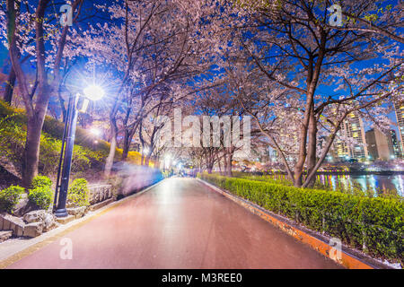 Seokchon Lake Parc de nuit et de cerisiers en fleurs du printemps à Séoul, Corée du Sud Banque D'Images