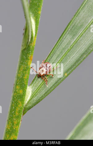 Dermacentor variabilis, également connu sous le nom de la tique américaine du chien sur une plante - Cette espèce de tique est connu pour contenir des bactéries responsables de plusieurs disea Banque D'Images