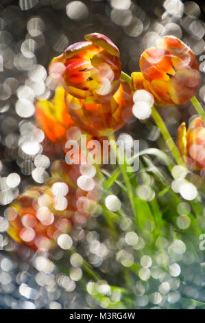 Abstract multy de couleur rouge et jaune tulipes dans un reflet de miroir brisé avec l'accent sur les fleurs Banque D'Images