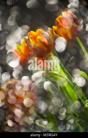 Abstract multy de couleur rouge et jaune tulipes dans un reflet de miroir brisé avec l'accent sur les fleurs Banque D'Images