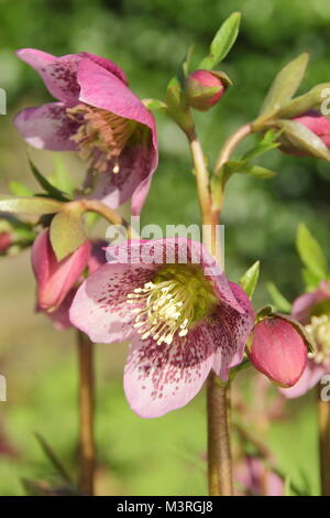 Helleborus x hydridus, une speckl avec l'hellébore hybride;ed pétales, en fleur dans un jardin anglais un début février, UK Banque D'Images