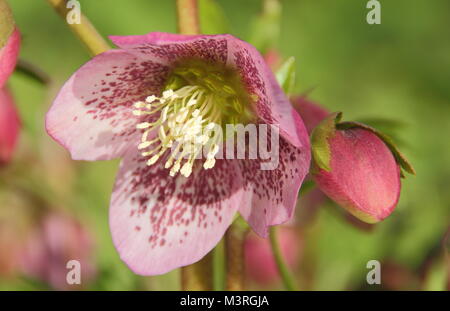 Helleborus x hydridus, une speckl avec l'hellébore hybride;ed pétales, en fleur dans un jardin anglais un début février, UK Banque D'Images