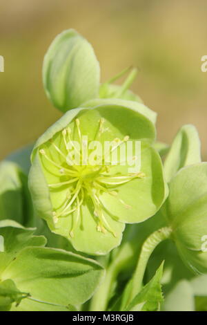Helleborus argutifolius hellébore, les Corses, en fleurs en hiver UK jardin. Aga Banque D'Images