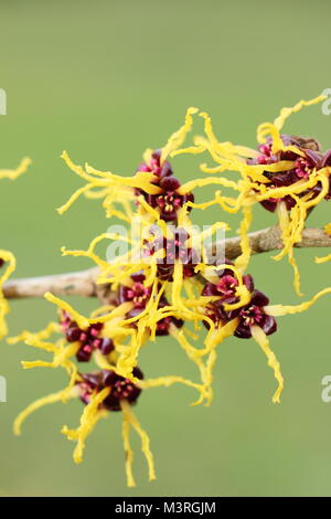 Hamamelis japonica 'Arborea', ou japonais, l'hamamélis, un arbuste à fleurs hiver parfumé, affichage en février fleurs arachnéennes sunshine, UK Banque D'Images