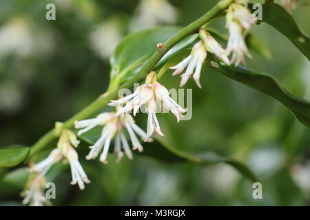 Sarcococca confusa, appelé aussi fort ou doux Noël fort, un arbuste à fleurs très parfumées l'hiver, la floraison au début de février, UK Banque D'Images