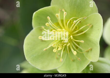 Helleborus argutifolius hellébore, les Corses, en fleurs en hiver UK jardin. Aga Banque D'Images