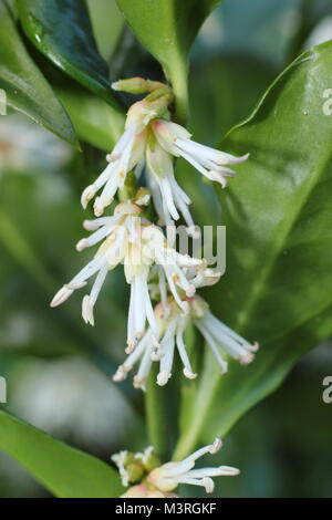 Sarcococca confusa, appelé aussi fort ou doux Noël fort, un arbuste à fleurs très parfumées l'hiver, la floraison au début de février, UK Banque D'Images