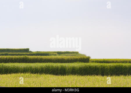 Les champs de rizières en terrasses côtières, Xinshe, Fengbin Township, comté de Hualien, Taiwan Banque D'Images