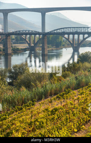 Ponts sur le fleuve Douro à Peso da Régua, dans la région viticole du Haut-Douro, Nord du Portugal Banque D'Images