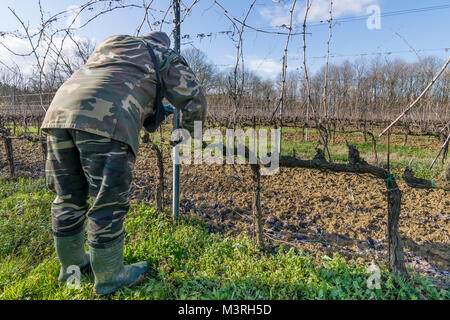 Taille hivernale de la vigne en Toscane, Italie Banque D'Images