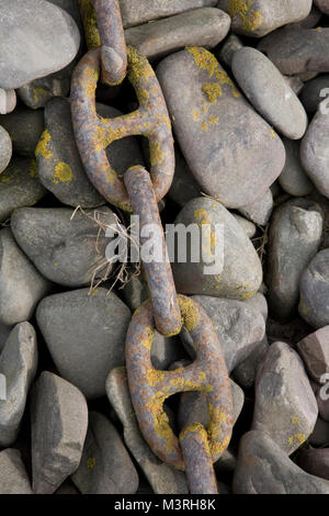 Ancienne chaîne d'ancre couverte de lichen sur une plage de galets. Banque D'Images