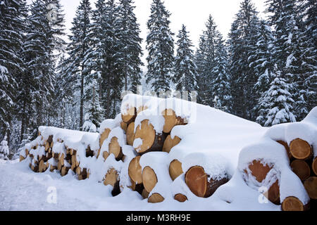 Un tas de journaux fraîchement récoltées sous la neige poudreuse en hiver. Des troncs d'arbres coupés et empilés dans une forêt de conifères en Autriche. Banque D'Images