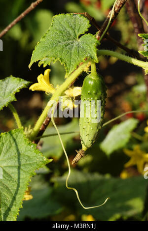 Mini concombre, variété : 'Vert Petit de Paris' (Cucumis sativus), en août, Banque D'Images