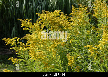 Verge d'or, Solidago, une fleur jaune qui fleurit à la fin de l'été (Suzanne's potager, Le Pas, Mayenne, Pays de la Loire, France). Banque D'Images