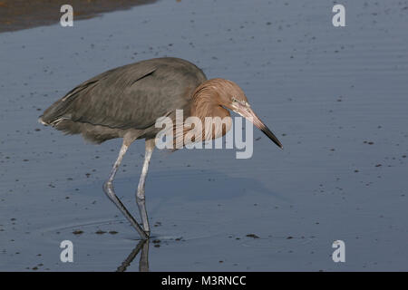 Aigrette roussâtre Banque D'Images