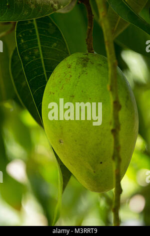 Les mango pendant vers le bas sur l'arbre, Ocho Rios, Jamaïque, Antilles, Caraïbes Banque D'Images