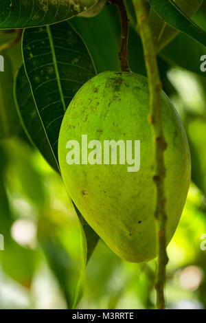 Les mango pendant vers le bas sur l'arbre, Ocho Rios, Jamaïque, Antilles, Caraïbes Banque D'Images