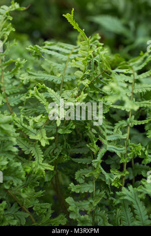 Dryopteris affinis 'Cristata the King' Banque D'Images