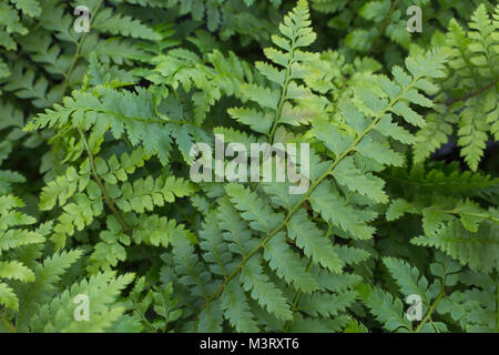 Polystichum braunii Banque D'Images