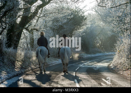 Deux chevaux blancs dehors pour une promenade matinale avec les pilotes sur un hiver glacial matin dans Chorley Lancashire UK Banque D'Images