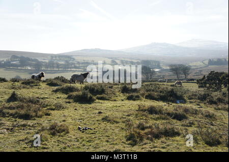 Poneys sur East Hill, North Dartmoor près de Okehampton. À la ligne vers Tor, West Mill et oui Tor Banque D'Images