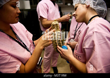 Les Sergents Jennifer Gray et Susanne Fry, devoir indépendant de techniciens médicaux, obtenir un oeil à une moelle épinière préservé dans le laboratoire de traitement des cadavres au centre de traumatologie de choc. (U.S. Air Force photo de Tech. Le Sgt. Bennie J. Davis III) par AirmanMagazine traumatisme008 Banque D'Images