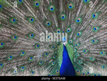 Belle peacock du zoo a l'air dans l'appareil photo Banque D'Images