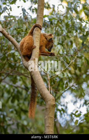 Lémurien Eulemur rufus - rouge, Tsingy de Behamara, Madagascar. Primate mignon de forêt sèche de Madagascar. Banque D'Images