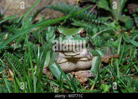 Un peu de vert grenouille assis dans le gras de l'air dans l'appareil photo Banque D'Images