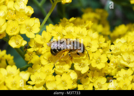 Bee assis sur une fleur jaune au printemps Banque D'Images