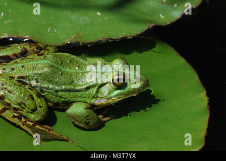 La grenouille verte assise sur nénuphar dans l'étang Banque D'Images