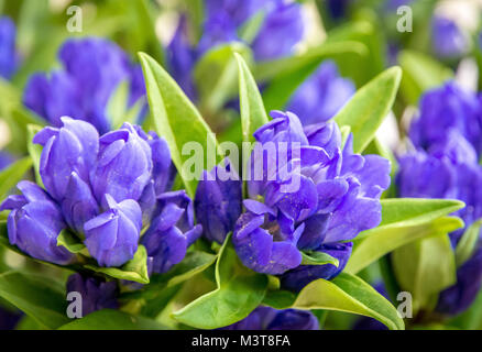 Gentiane (Gentiana triflora en cluster) est un grand, la floraison des plantes vivaces dans le genre Gentiana originaire d'altitude plus élevée Banque D'Images